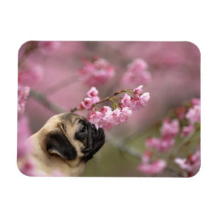 Mops riecht Kirschblüten Magnet