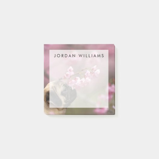 Mops riecht Kirschblüten Post-it Klebezettel (Vorderseite)