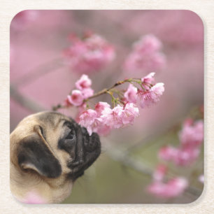 Mops riecht Kirschblüten Rechteckiger Pappuntersetzer