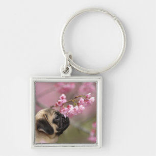Mops riecht Kirschblüten Schlüsselanhänger