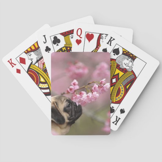 Mops riecht Kirschblüten Spielkarten (Rückseite)
