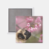 Mops riecht nach Kirschblüten Magnet (Vorderseite/Rückseite)