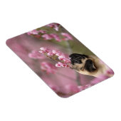 Mops riecht nach Kirschblüten Magnet (Rechte Seite)