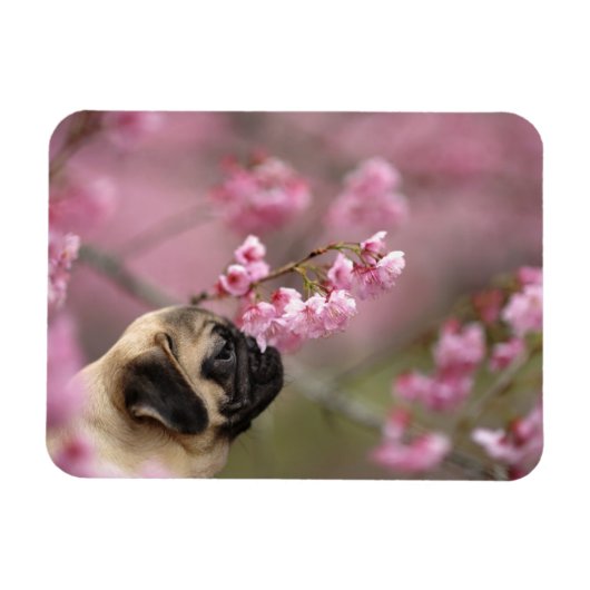 Mops riecht nach Kirschblüten Magnet (Horizontal)