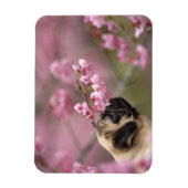 Mops riecht nach Kirschblüten Magnet (Vertikal)