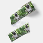 Mops Ripsband (Rückseite)