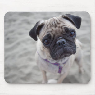 Mops-Schließung Mousepad