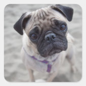 Mops-Schließung Quadratischer Aufkleber (Vorderseite)