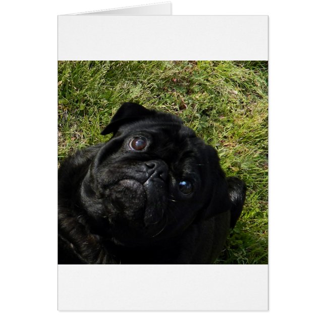 Mops schwarz (Vorne)
