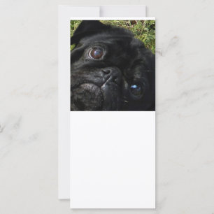 Mops-Schwarz-Mops-Augen