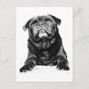 Mops - Schwarzer MOPS Schwarz & Weiß Postkarte
