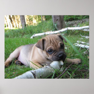 Mops/Sharpei Welpen-Druck Poster
