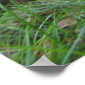 Mops/Sharpei-Welpenwerbung Poster (Ecke)