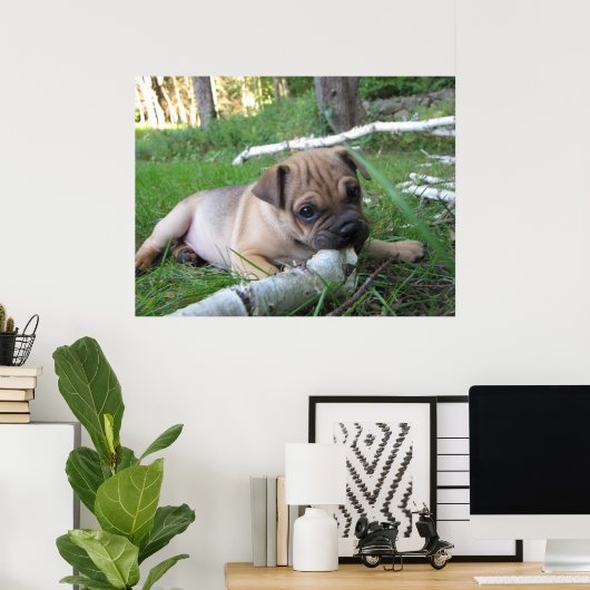 Mops/Sharpei-Welpenwerbung Poster (Heimbüro)