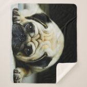 Mops Sherpadecke (Vorderseite)