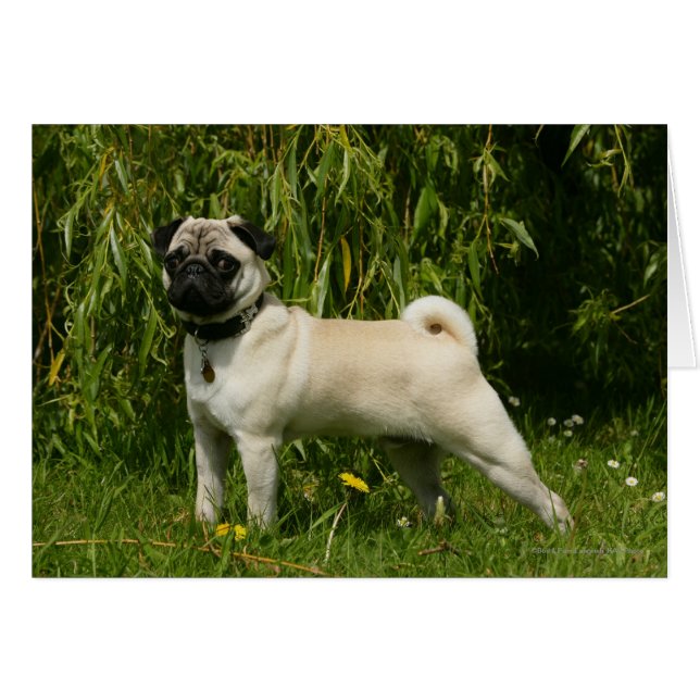 Mops sieht Kamera an (Vorderseite (Horizontal))