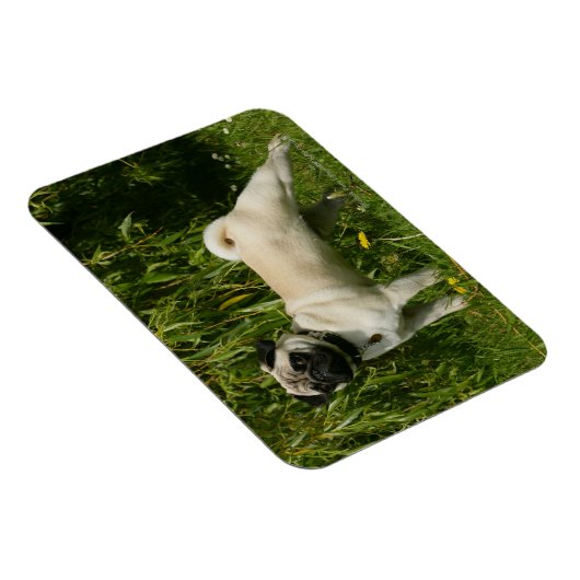 Mops sieht Kamera an Magnet (Rechte Seite)