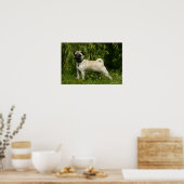 Mops sieht Kamera an Poster (Küche)