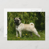 Mops sieht Kamera an Postkarte (Vorne/Hinten)