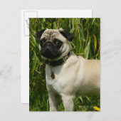 Mops sieht Kamera an Postkarte (Vorne/Hinten)