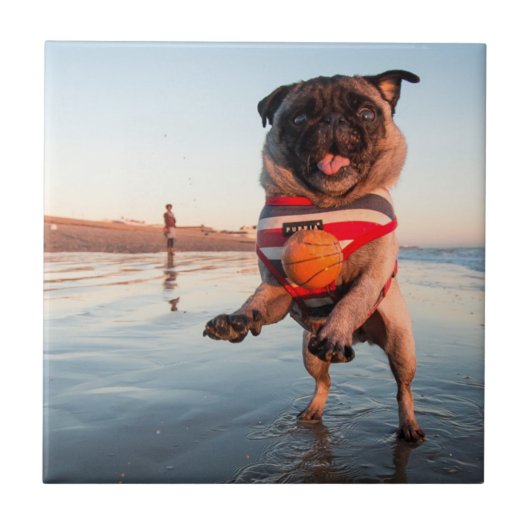 Mops spielen am Strand Fliese (Vorderseite)