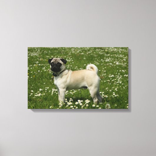 Mops spielen in Blume Leinwanddruck (Vorderseite)