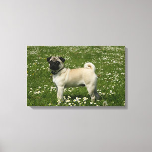 Mops spielen in Blume Leinwanddruck