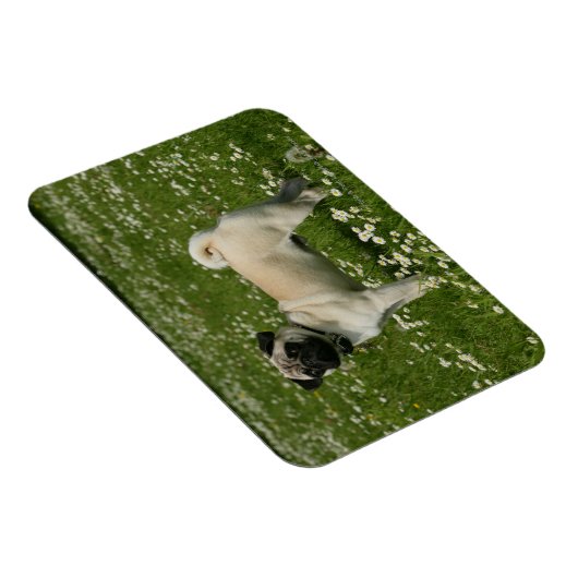 Mops spielen in Blume Magnet (Rechte Seite)