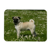 Mops spielen in Blume Magnet (Horizontal)