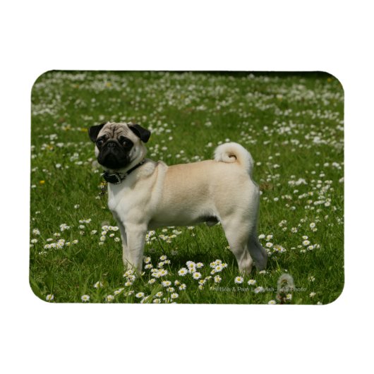 Mops spielen in Blume Magnet (Horizontal)