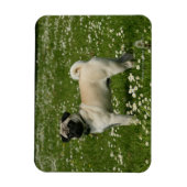 Mops spielen in Blume Magnet (Vertikal)