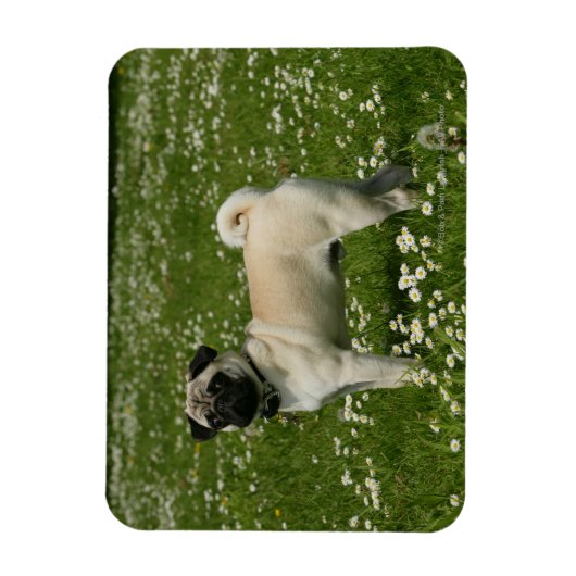 Mops spielen in Blume Magnet (Vertikal)