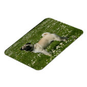 Mops spielen in Blume Magnet (Linke Seite)