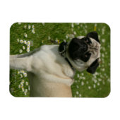Mops spielen in Blume Magnet (Horizontal)