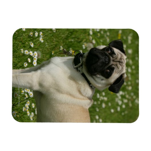 Mops spielen in Blume Magnet (Horizontal)