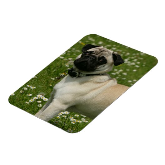 Mops spielen in Blume Magnet (Linke Seite)