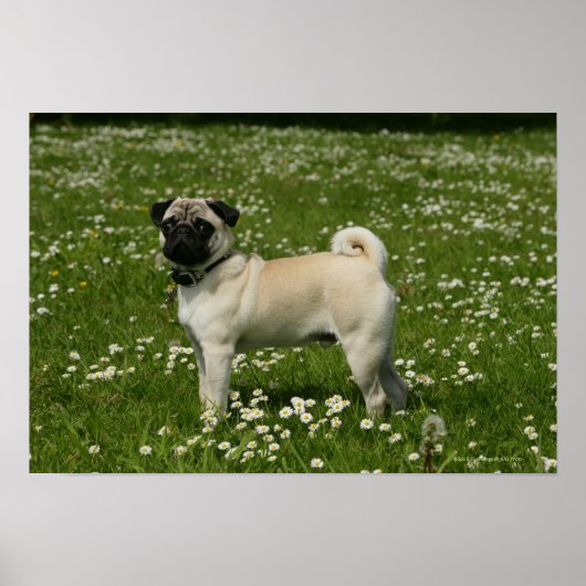 Mops spielen in Blume Poster (Vorne)