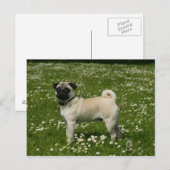 Mops spielen in Blume Postkarte (Vorne/Hinten)