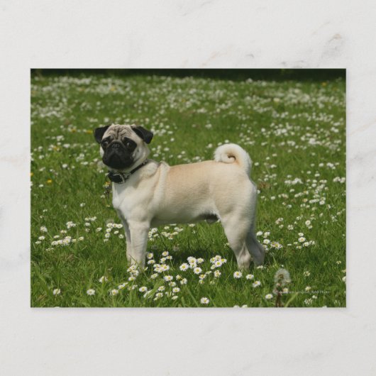 Mops spielen in Blume Postkarte (Vorderseite)