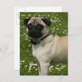Mops spielen in Blume Postkarte (Vorne/Hinten)
