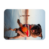 Mops spielt Ball am Strand Magnet (Horizontal)
