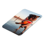 Mops spielt Ball am Strand Magnet (Linke Seite)