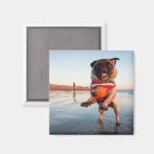 Mops spielt Ball am Strand Magnet (Vorderseite/Rückseite)