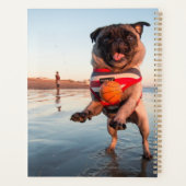 Mops spielt Ball am Strand Planer (Rückseite)