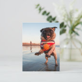 Mops spielt Ball am Strand Postkarte (Stehend Vorderseite)