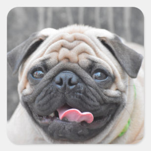 Mops Stickers