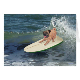 Mops-Surfer-Typ