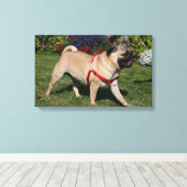 Mops Tragend Red Harness Leinwanddruck (Insitu (Holzboden))