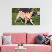 Mops Tragend Red Harness Leinwanddruck (Insitu (Wohnzimmer))