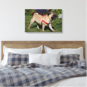 Mops Tragend Red Harness Leinwanddruck (Insitu (Schlafzimmer))